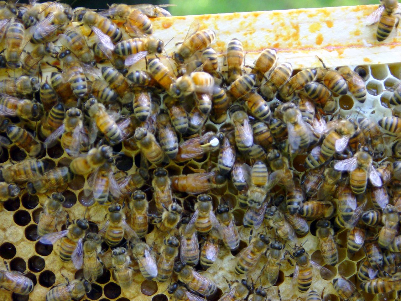 Two queens in one hive for months? Beesource Beekeeping Forums